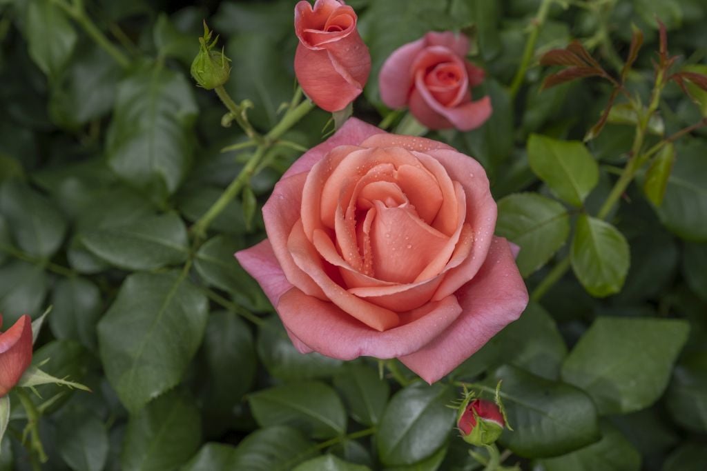 rose [Catherine’s Rose]